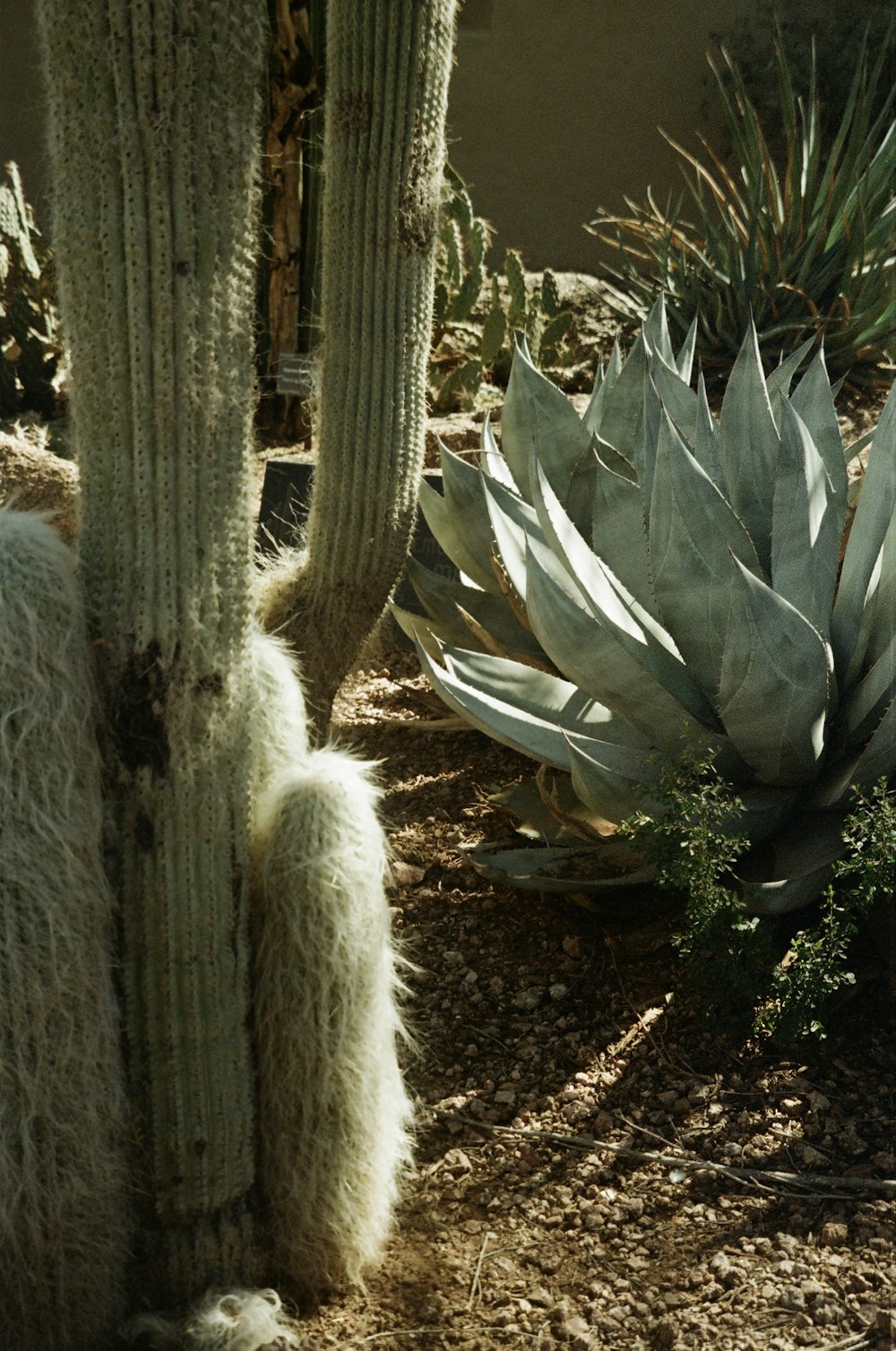 a cactus and a cacti in a garden