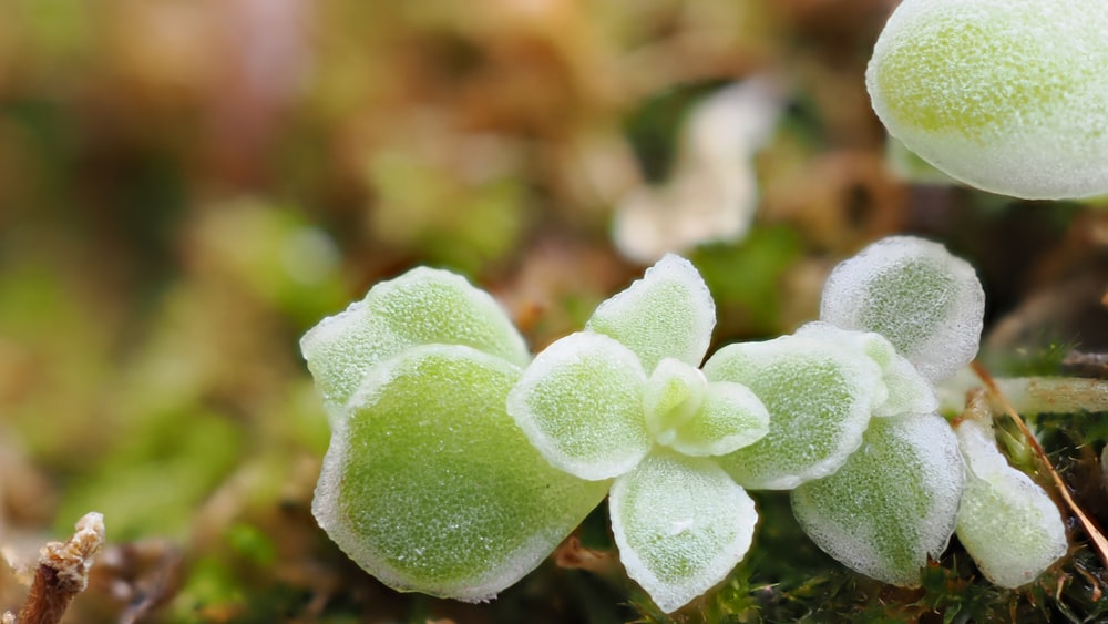 un gros plan d’une plante avec de la neige dessus