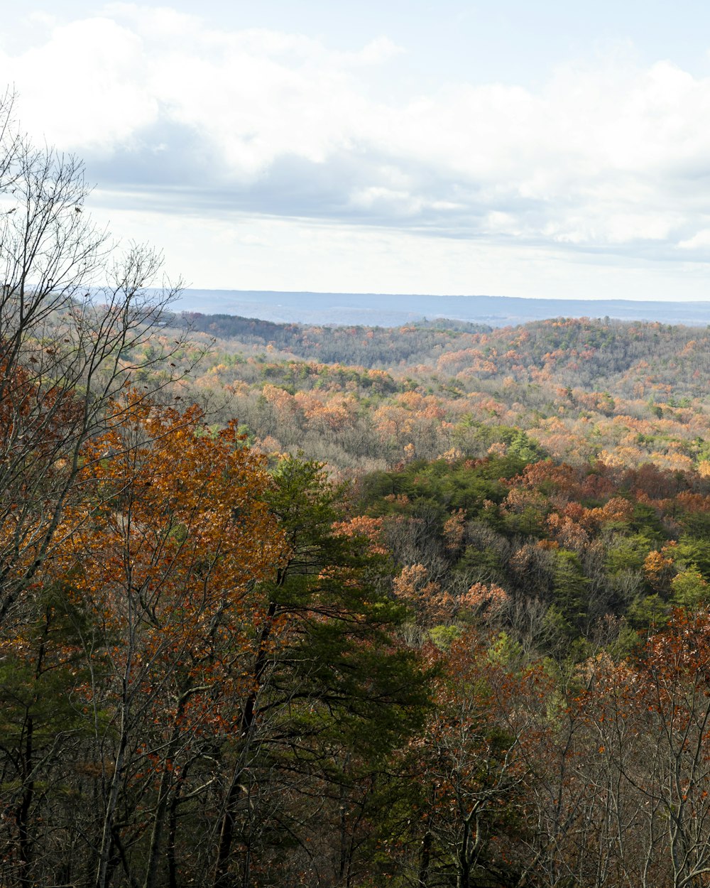 a view of a forest filled with lots of trees