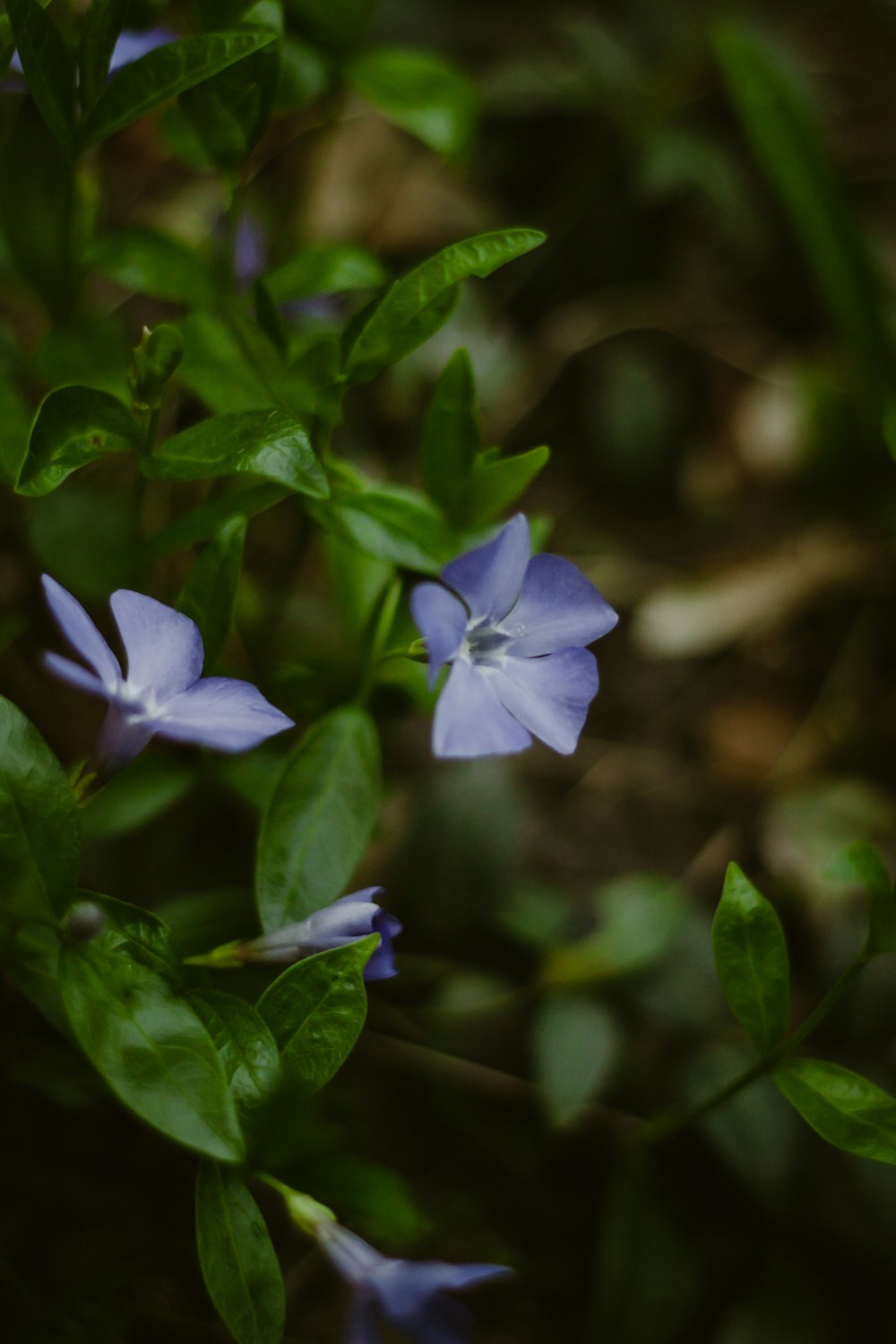 a close up of a blue flower with green leaves