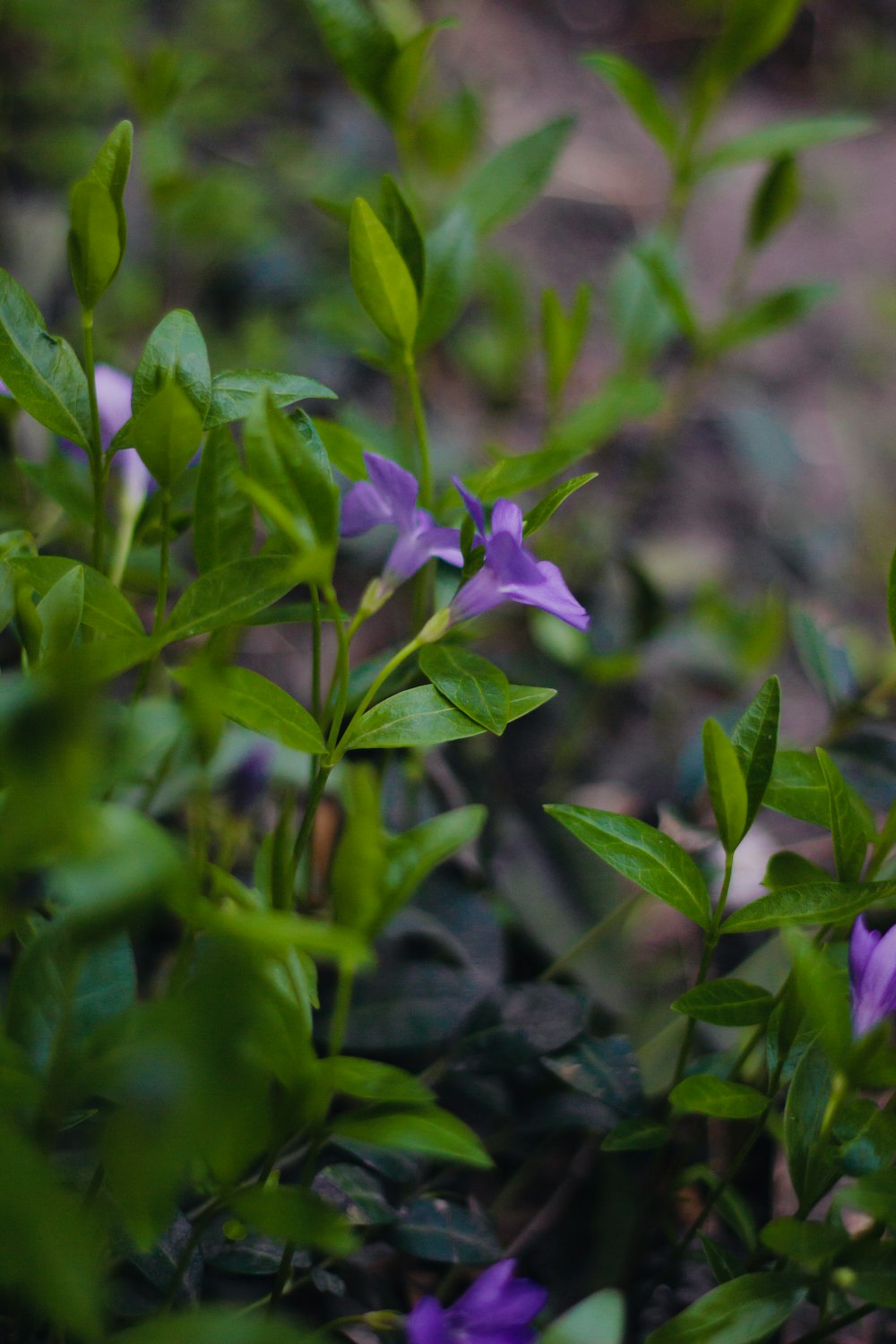 a close up of a purple flower with green leaves