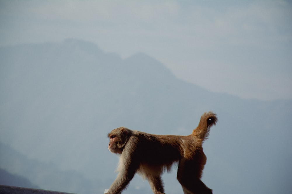 a monkey walking on a roof with mountains in the background