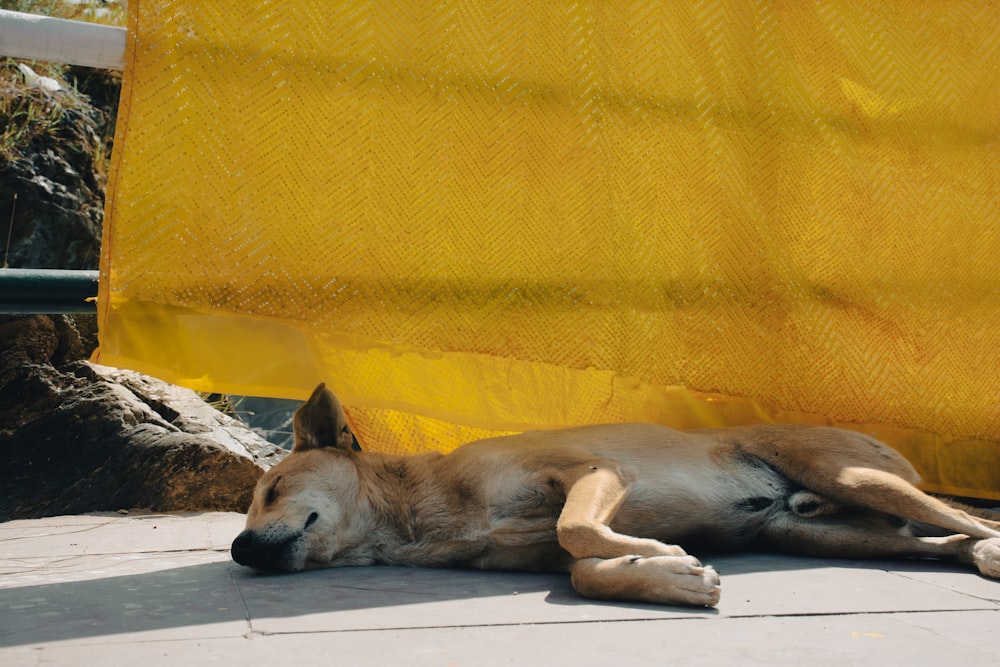a dog laying on the ground next to a yellow tarp
