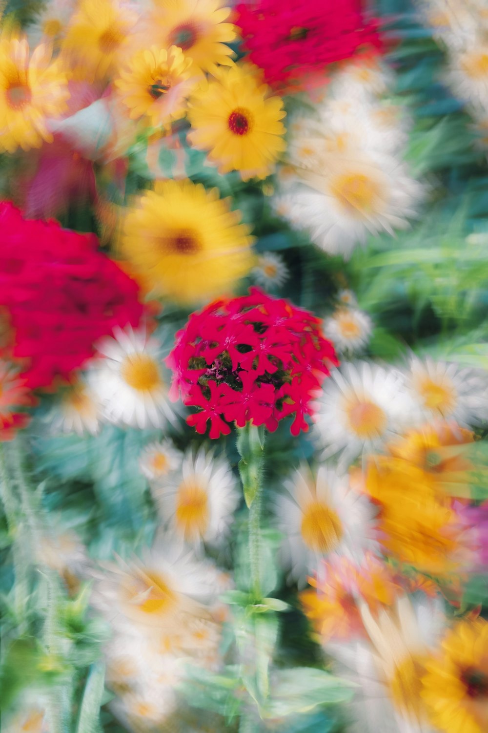 a bunch of flowers that are in the grass