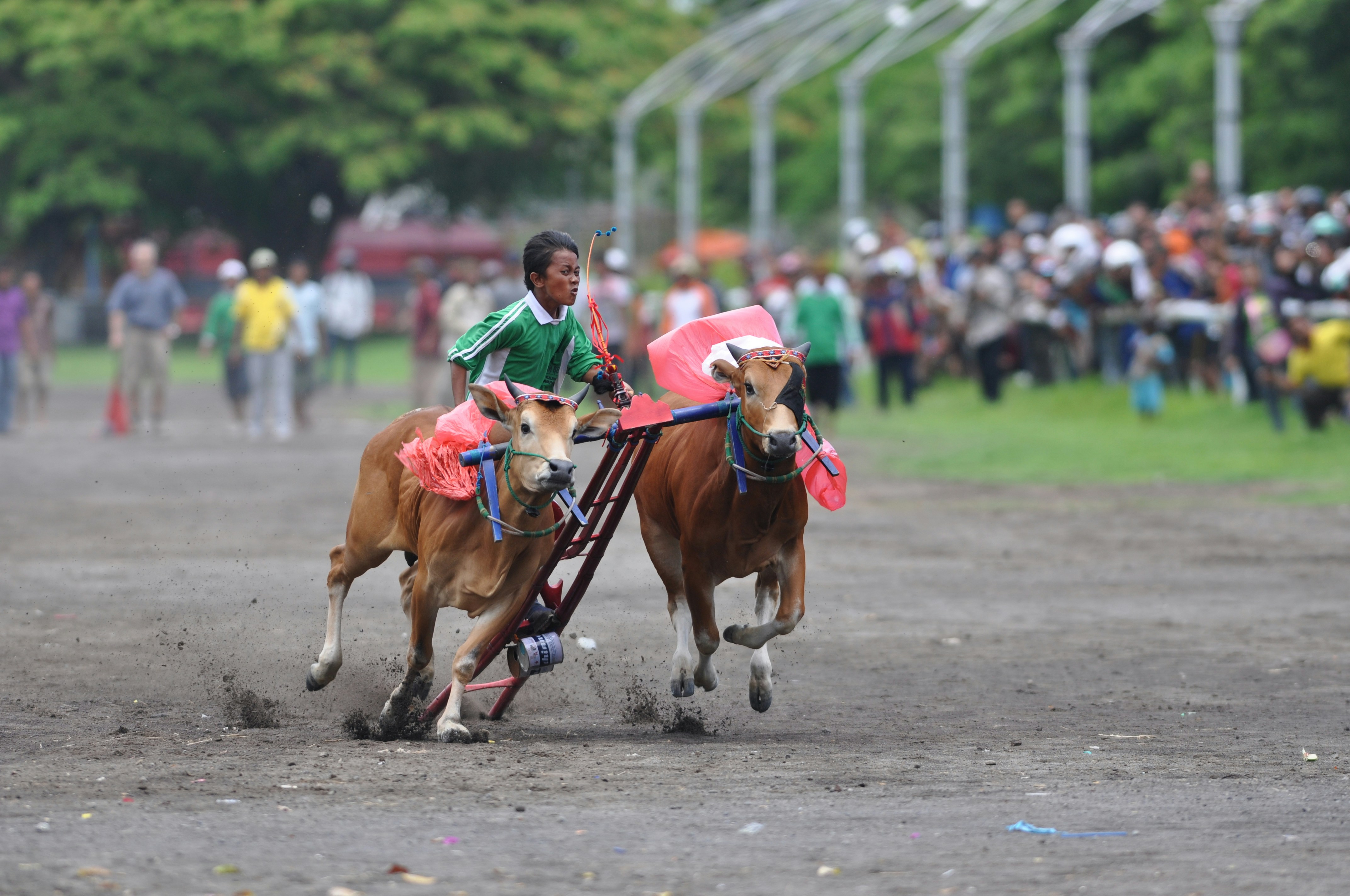 Bull racing festival