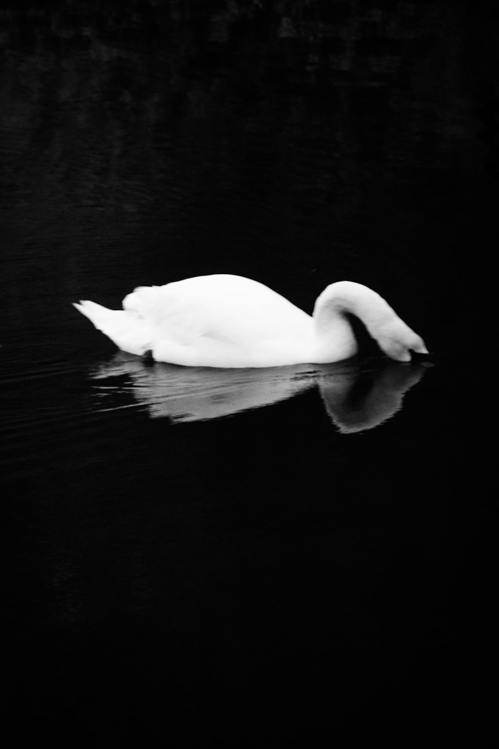 a white swan floating on top of a body of water