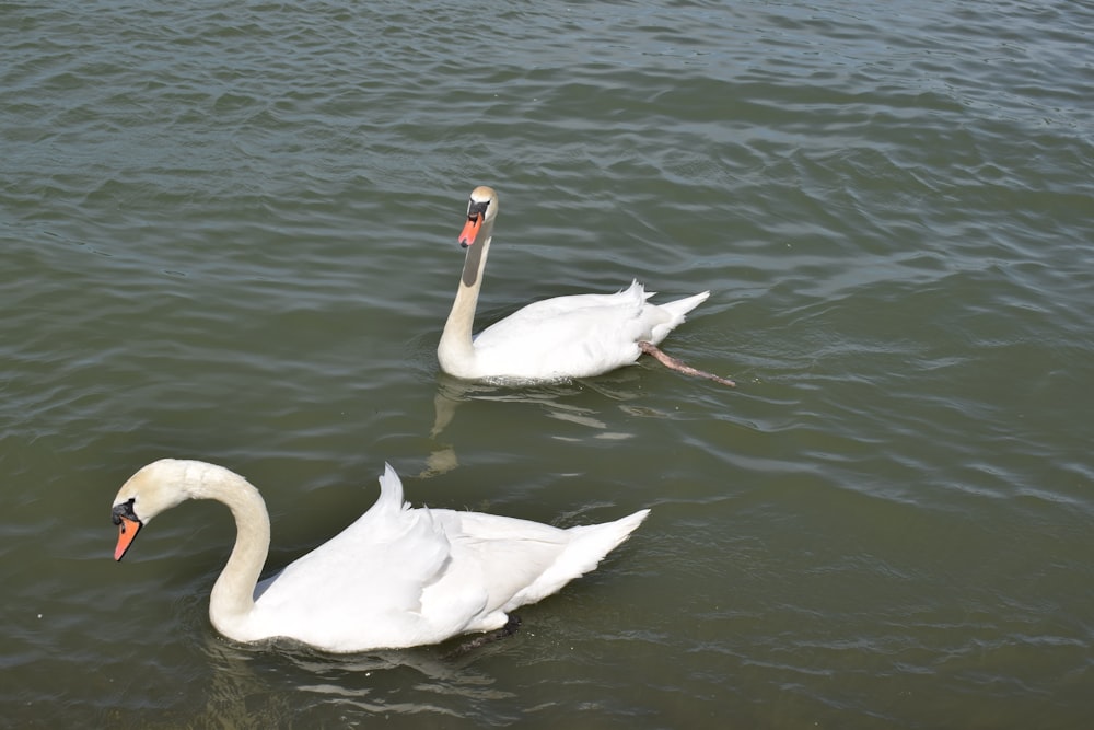 two white swans swimming in a body of water