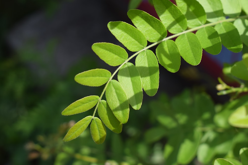 a close up of a green plant with leaves