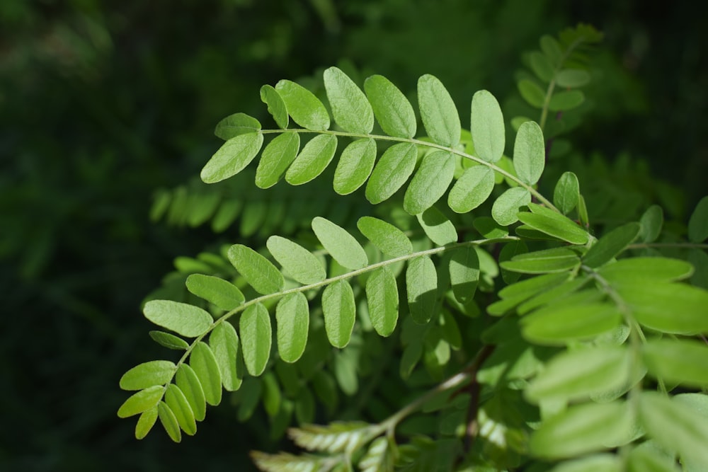 a close up of a green leaf on a tree