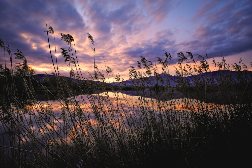 a lake surrounded by tall grass under a cloudy sky