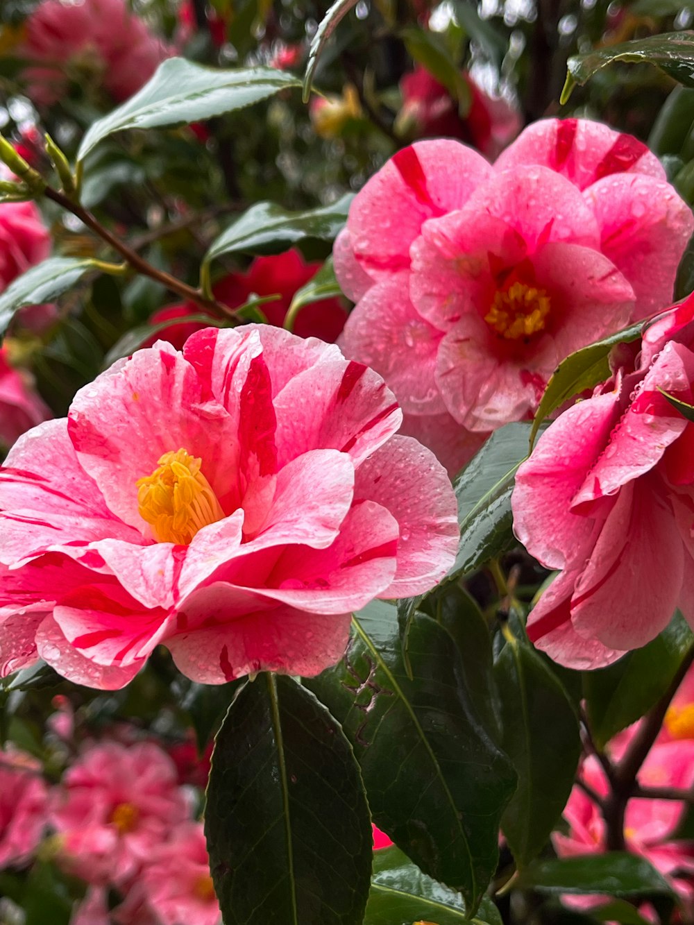 a bunch of pink flowers with green leaves