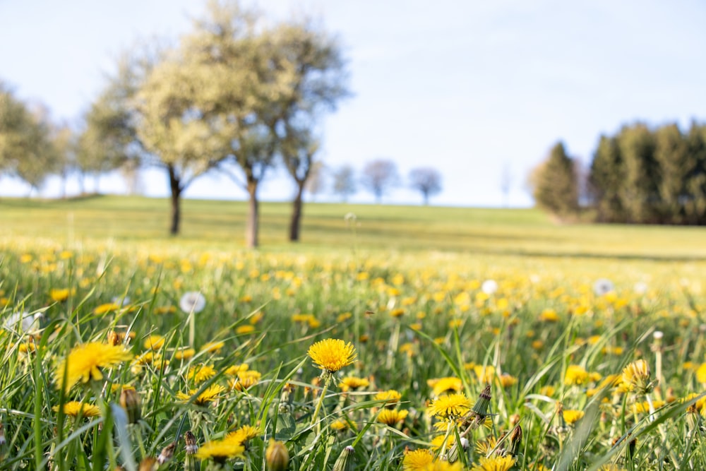 a field full of yellow dandelions with trees in the background