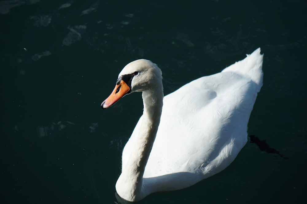 a white swan floating on top of a body of water