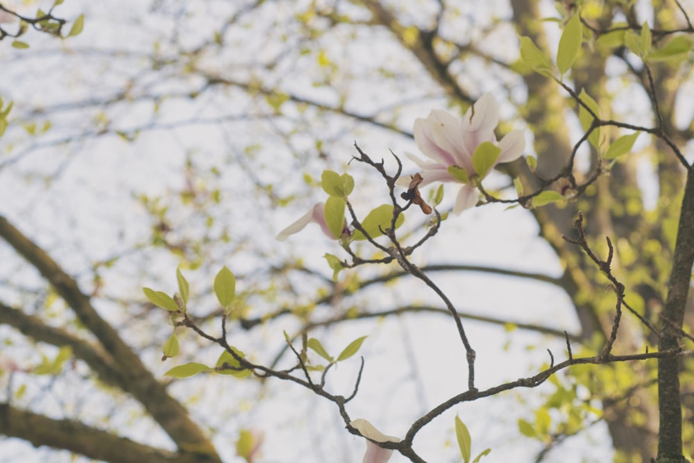 a branch with flowers and leaves on it