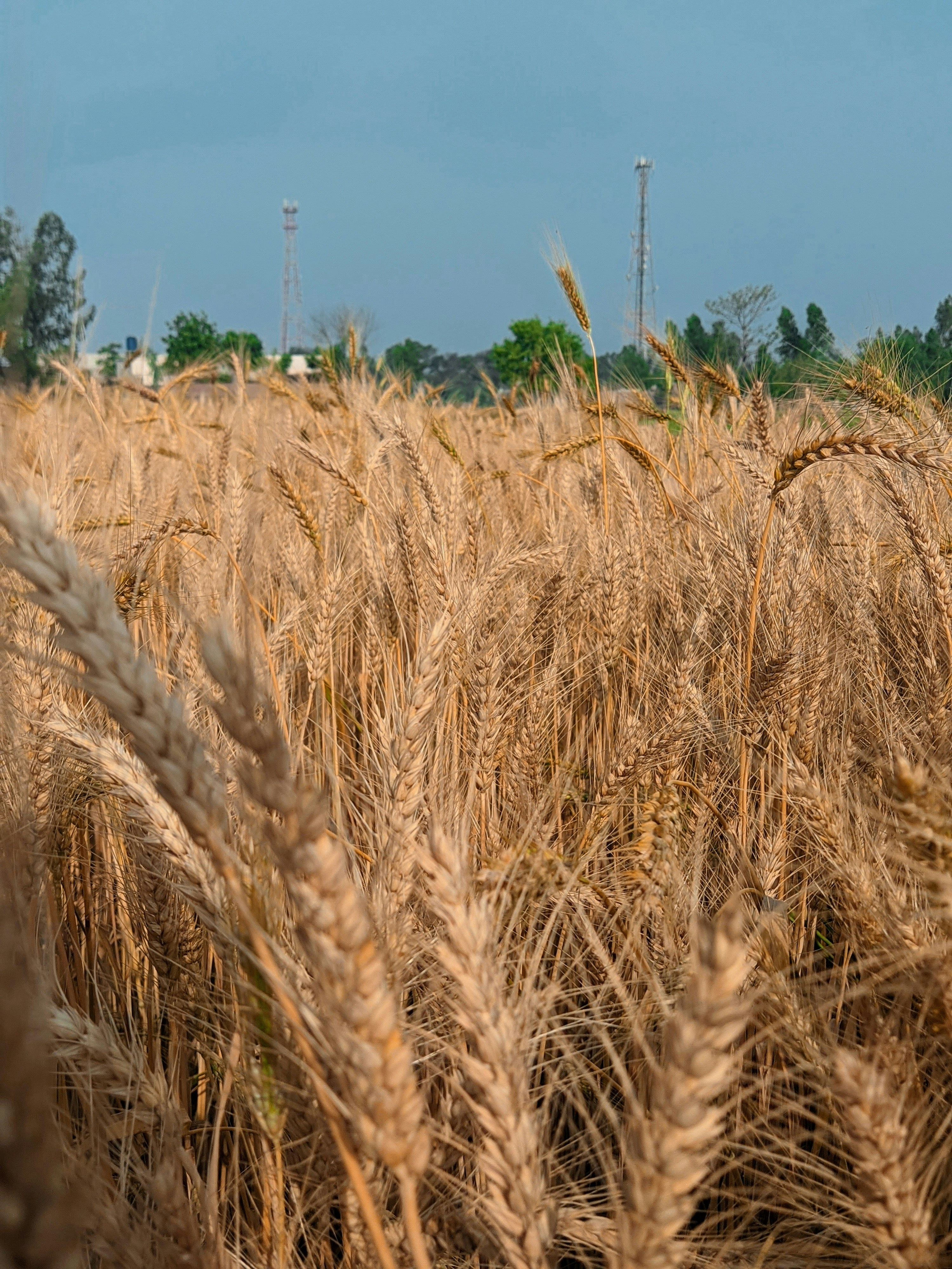 a field of wheat with a windmill in the background