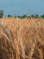 a field of wheat with a windmill in the background