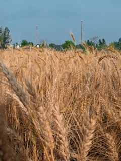 a field of wheat with a windmill in the background