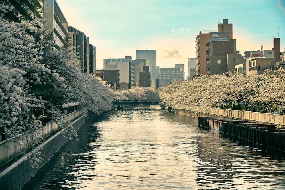 a body of water surrounded by tall buildings