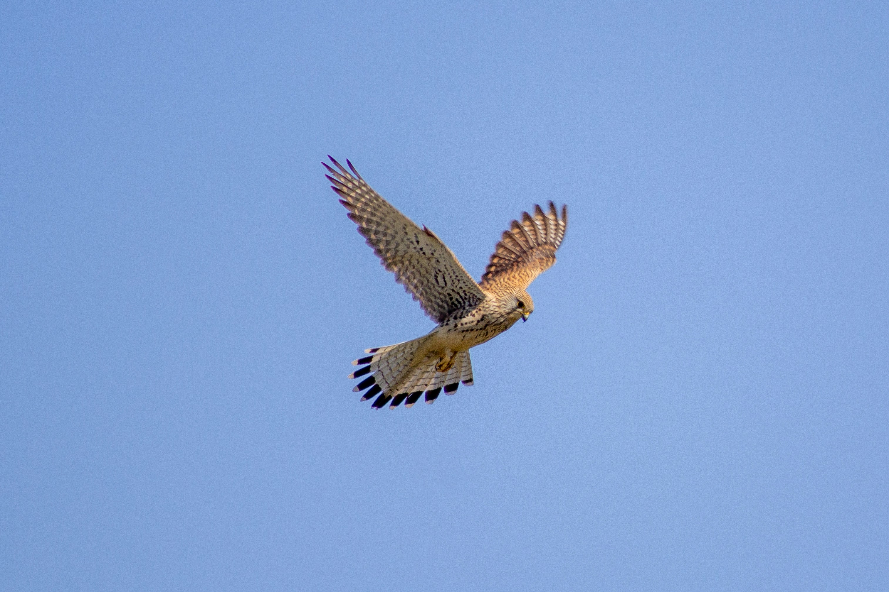 Photo by a_polounovsky