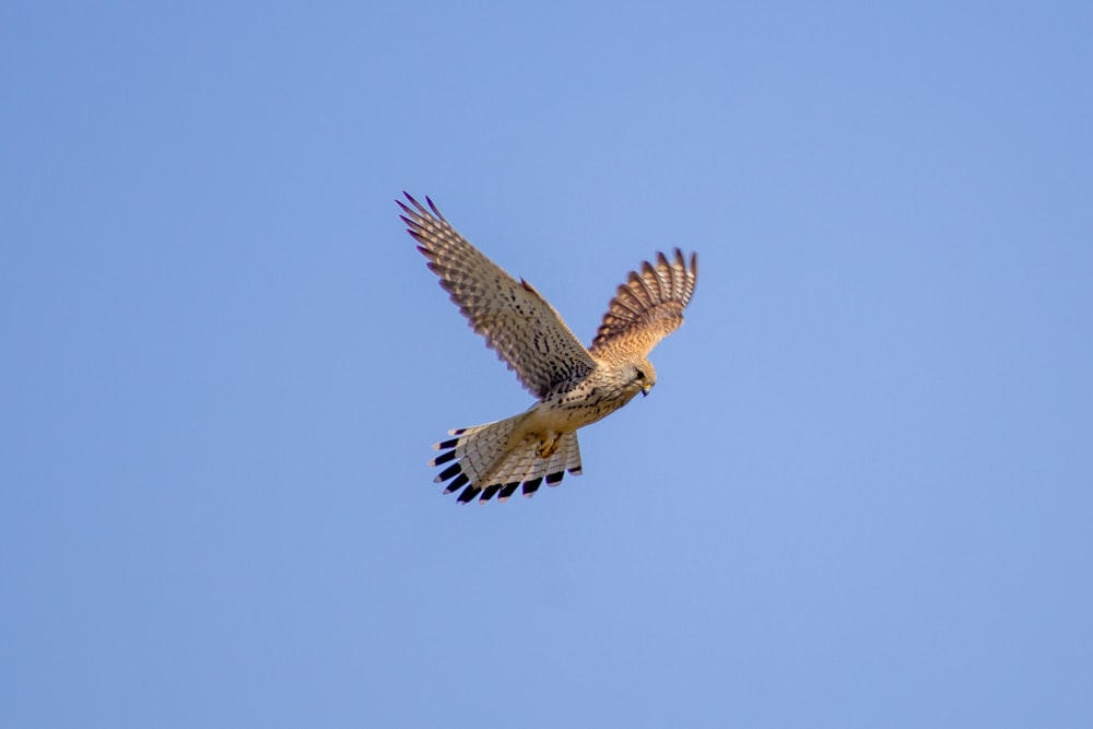 a hawk flying through a blue sky with its wings spread