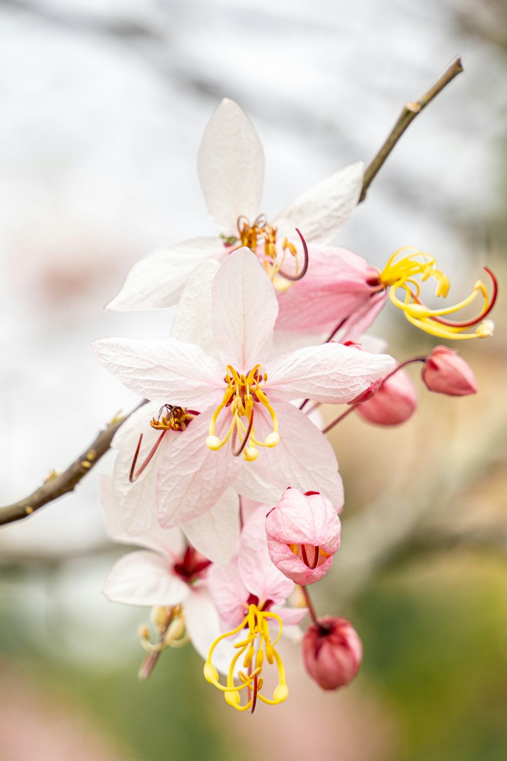 a close up of a flower on a tree branch