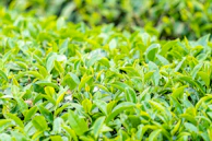 a field full of green leaves with a blurry background