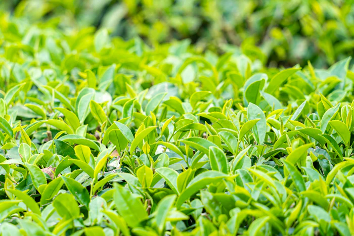 Frische Teeblätter auf einer Plantage in Taiwan