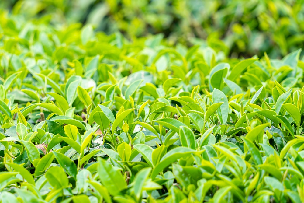 um campo cheio de folhas verdes com um fundo desfocado