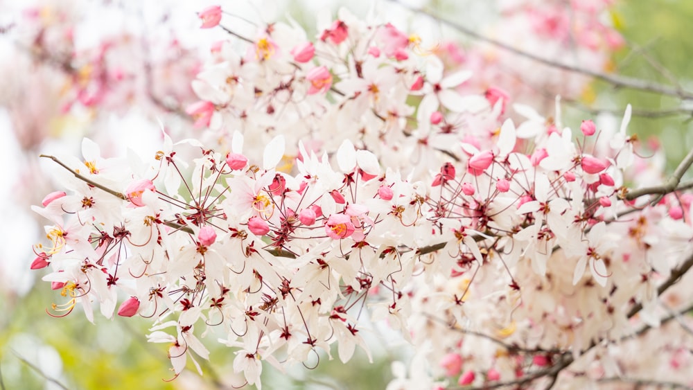 a bunch of white and pink flowers on a tree