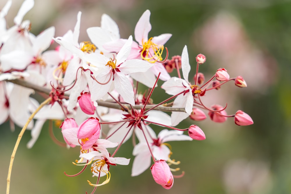 a bunch of white and pink flowers on a branch
