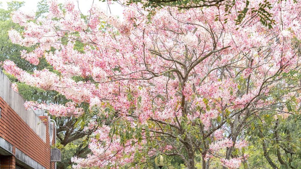 a couple of people sitting on a bench under a tree