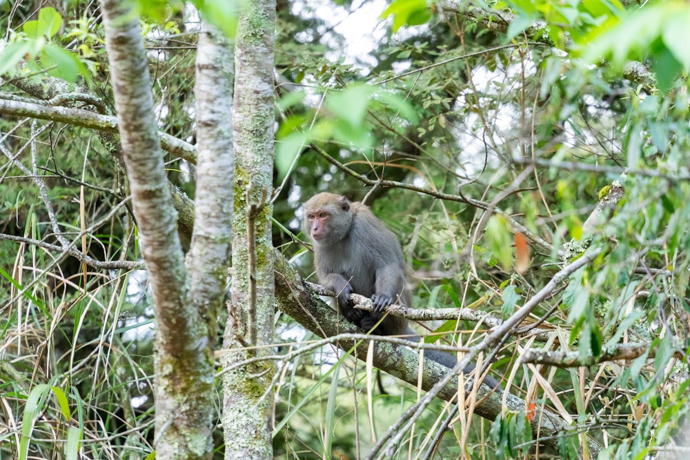 a monkey sitting on top of a tree branch