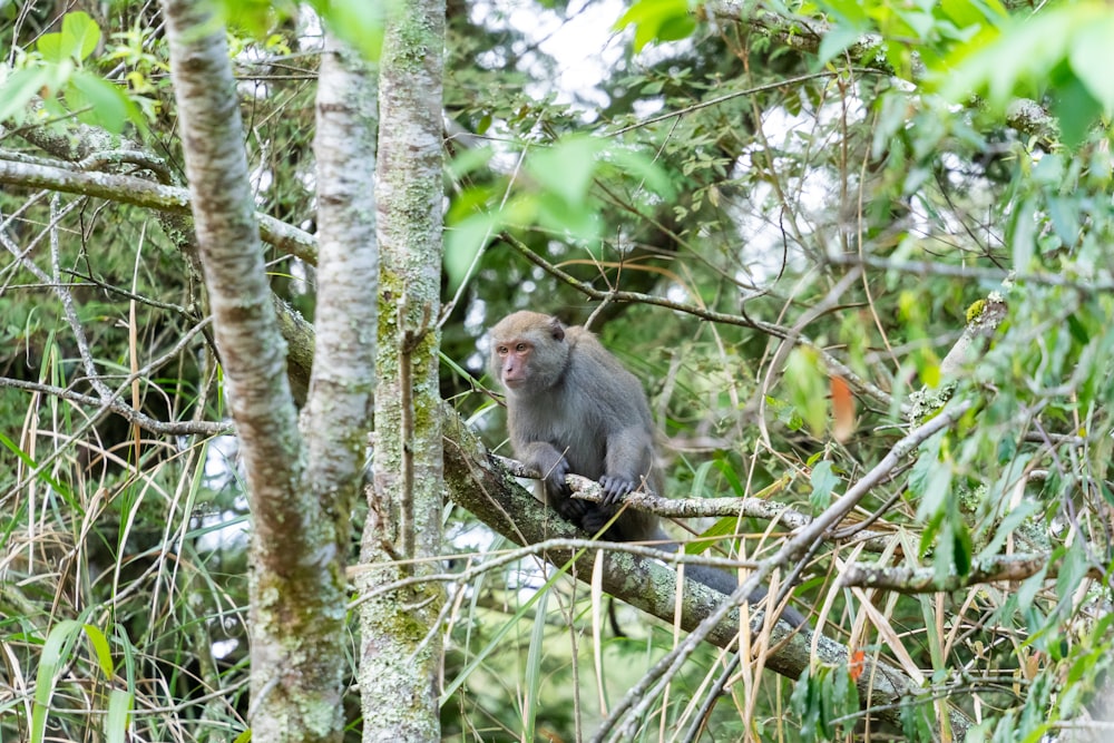 un mono sentado en la parte superior de la rama de un árbol