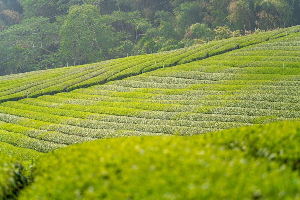 uma encosta verde exuberante coberta de muitas árvores