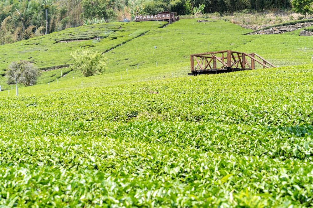 uma ponte de madeira sobre um campo verde exuberante