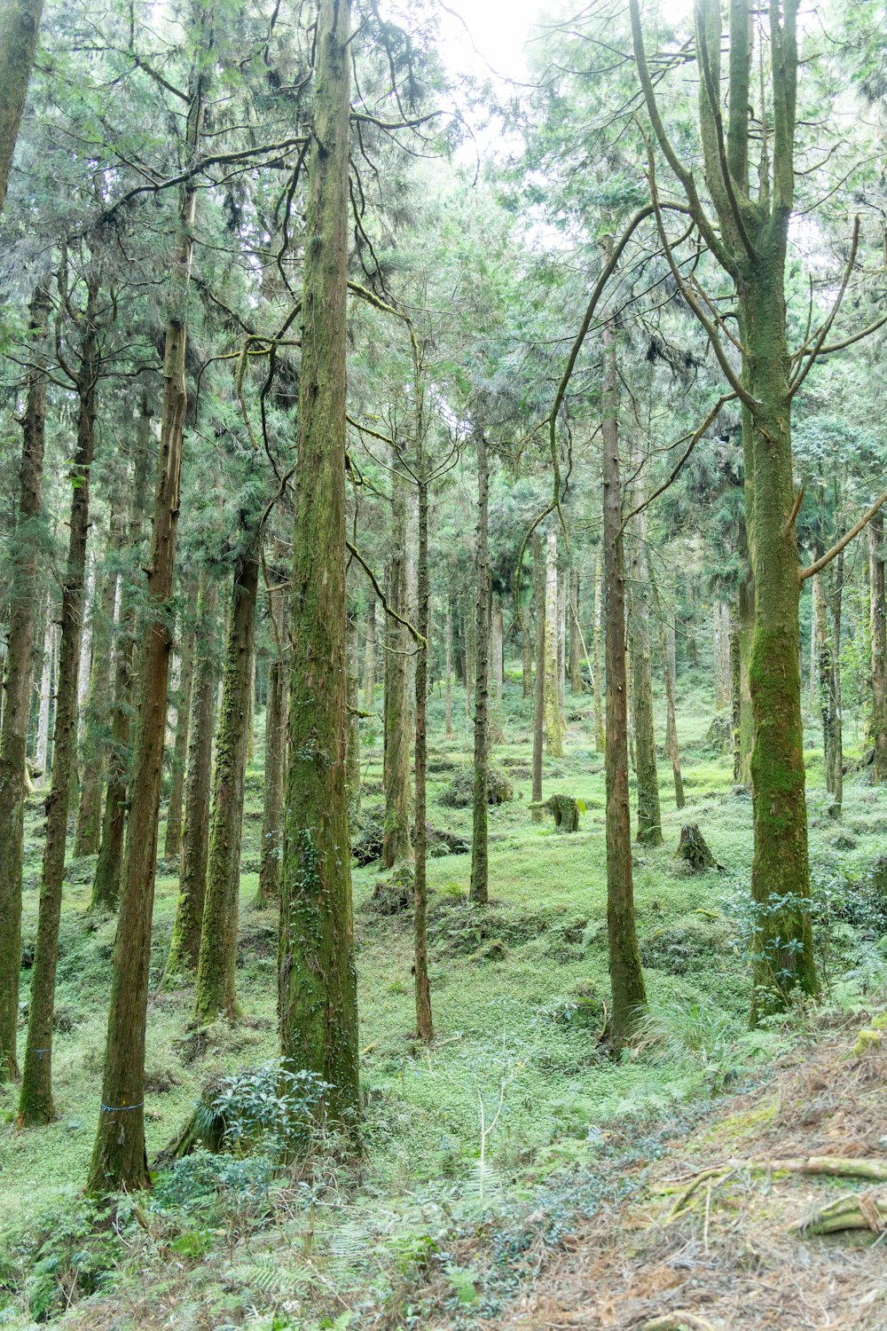 Un bosque lleno de árboles altos