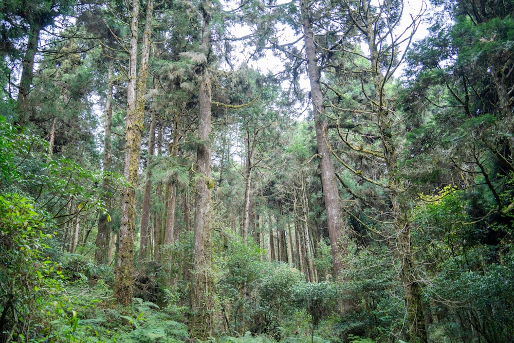 une forêt remplie de grands arbres