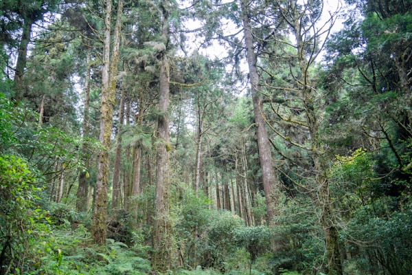 Alishan Forest