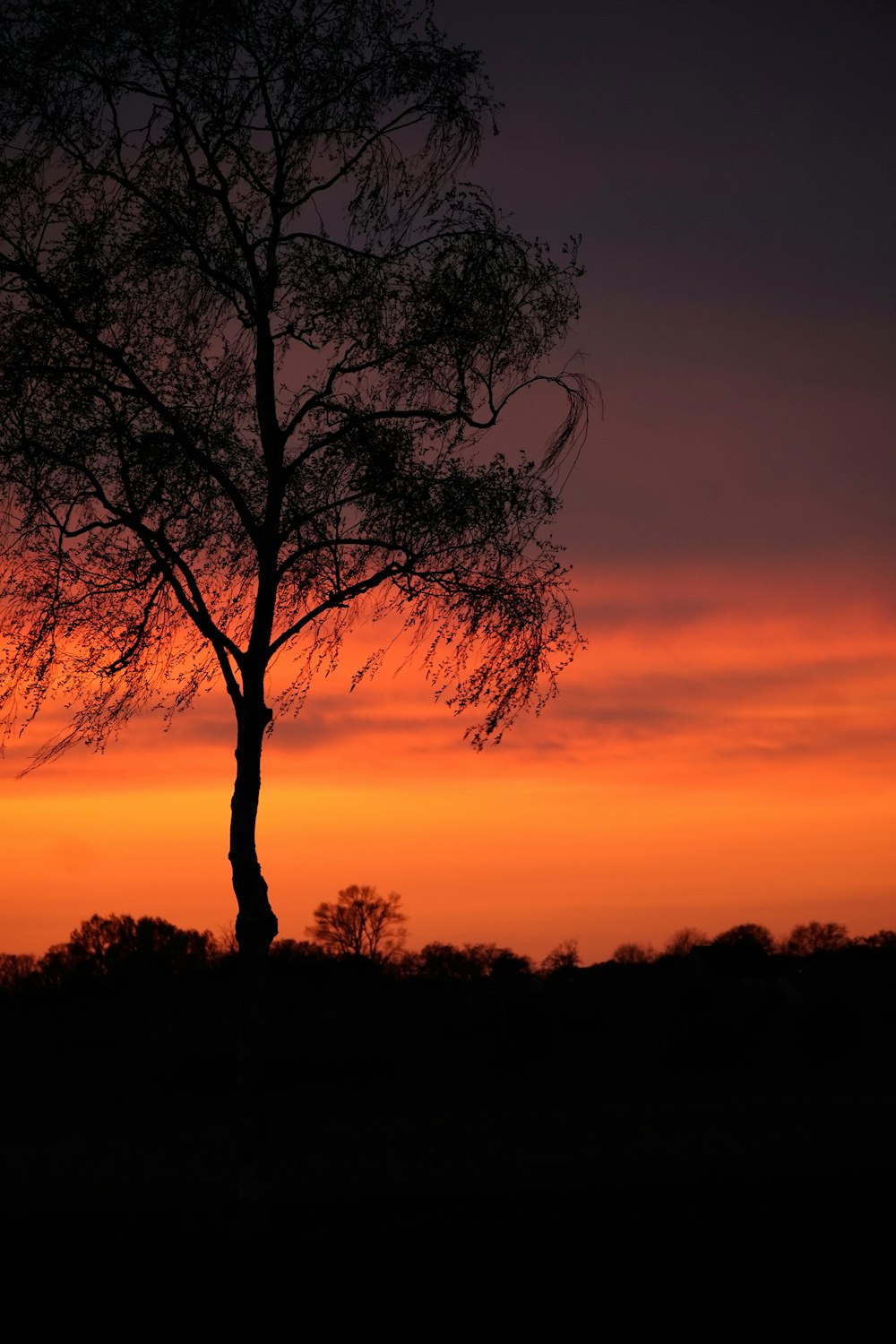 a lone tree is silhouetted against an orange sky