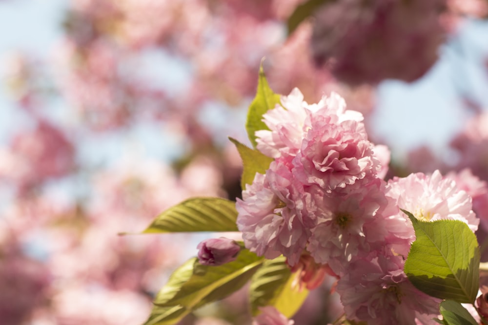 pink flowers are blooming on a tree branch