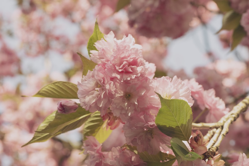 a branch of a tree with pink flowers