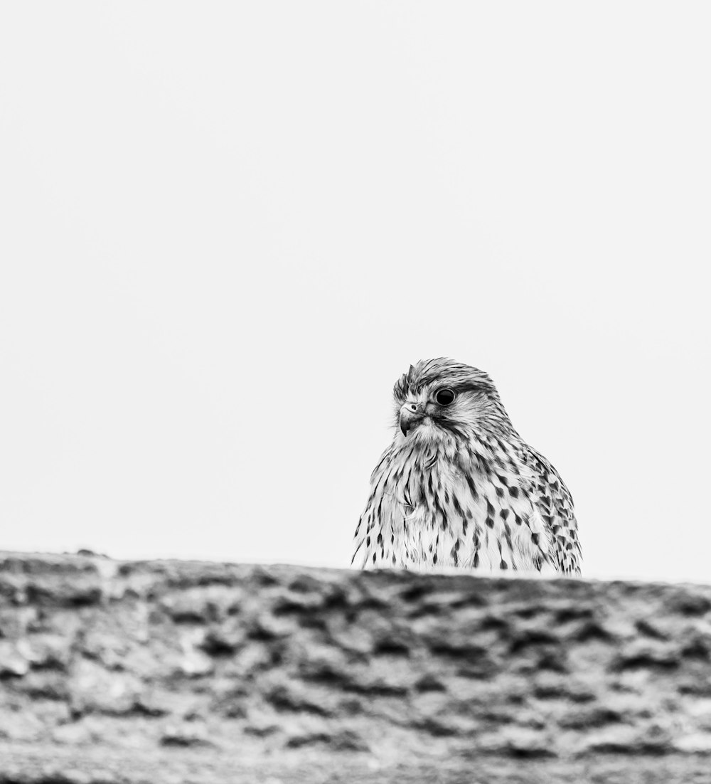 a black and white photo of a bird sitting on a ledge