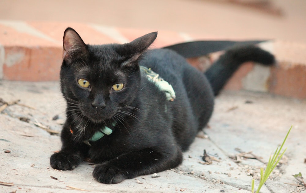 a black cat with a green collar laying on the ground