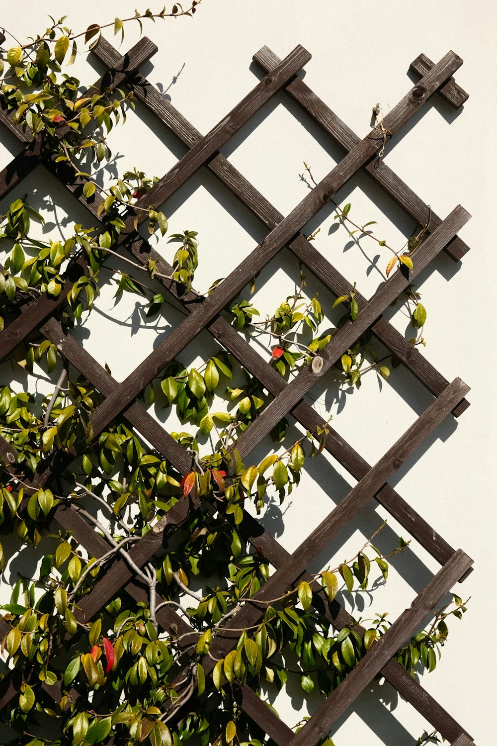 um close up de uma cerca de madeira com uma planta crescendo sobre ela