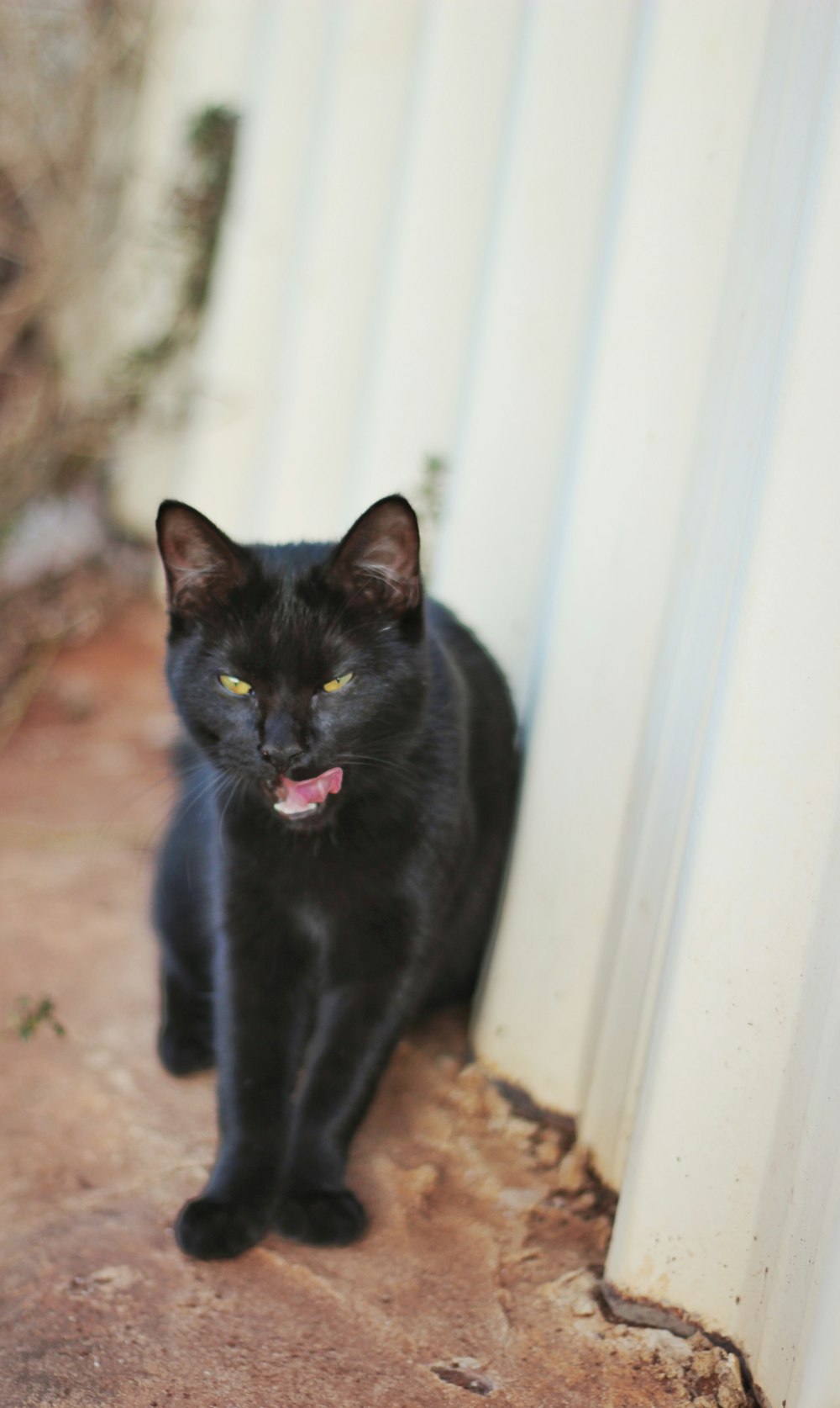 a black cat sitting next to a white wall