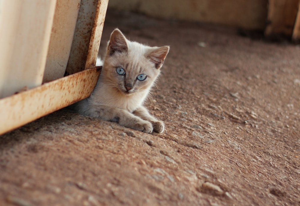 a small kitten with blue eyes looking out of a window