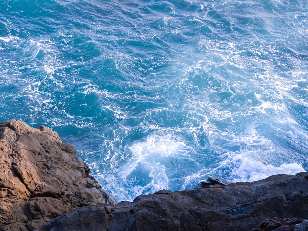 a bird sitting on a rock near the ocean