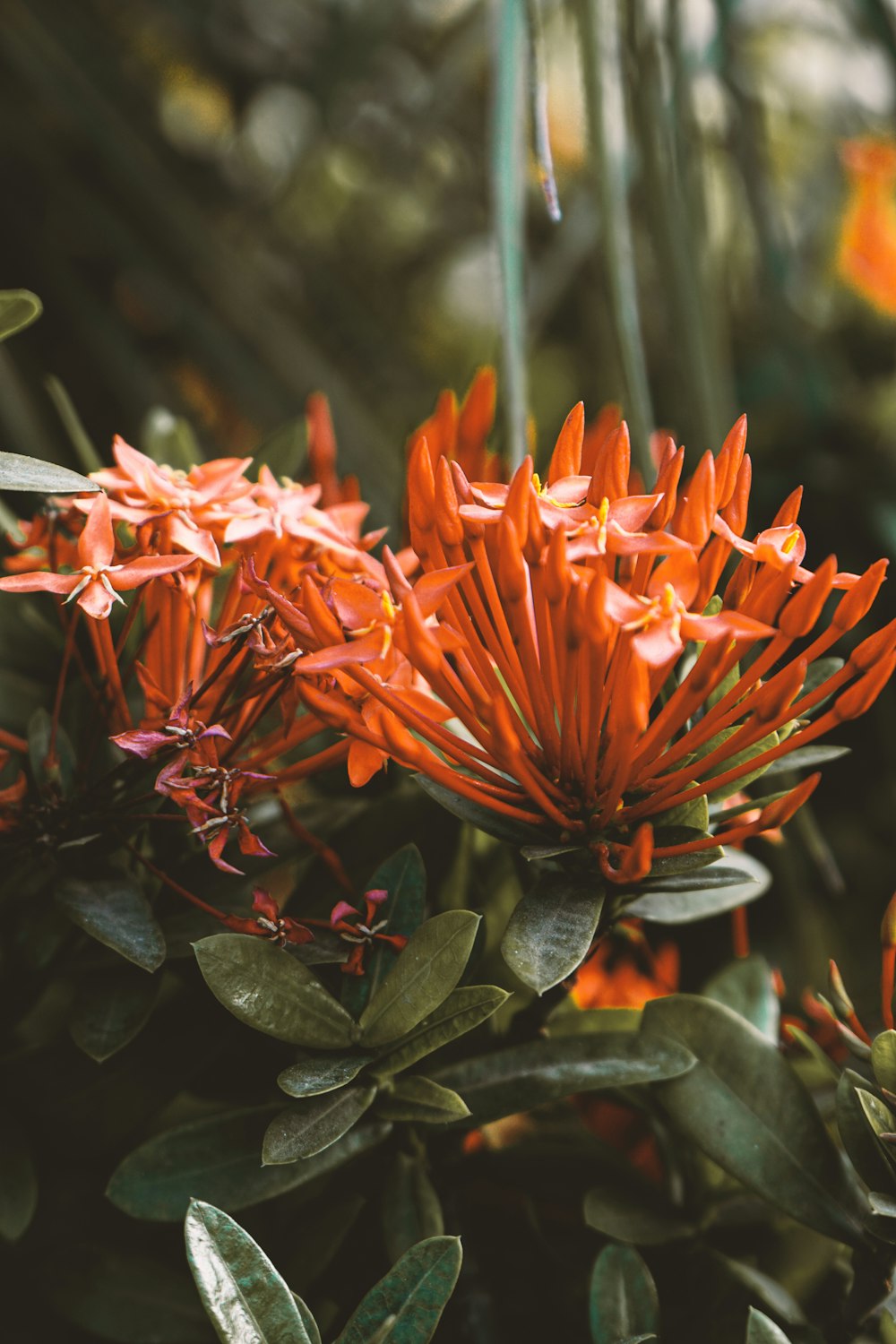 a close up of a bunch of orange flowers