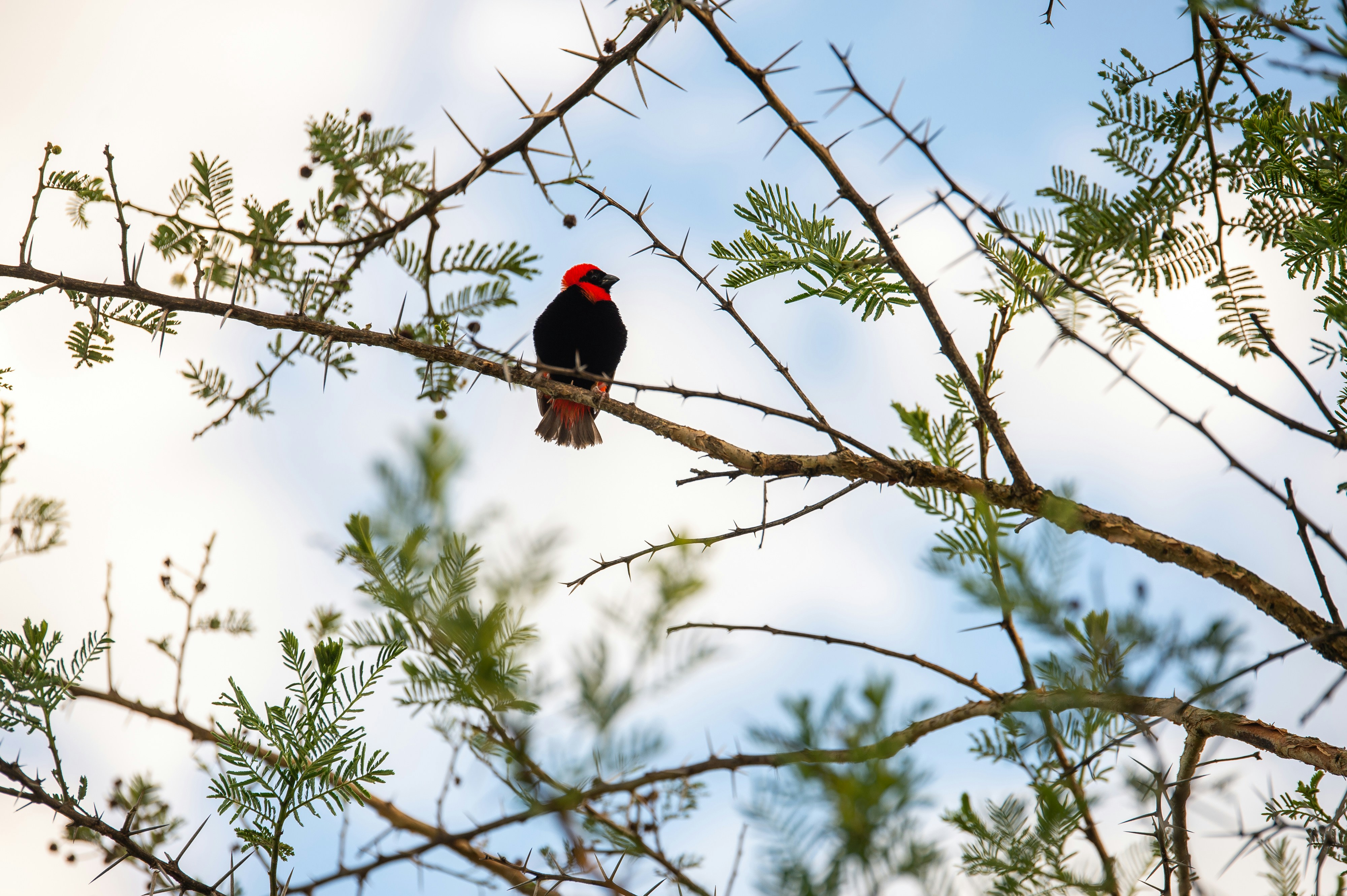 Photo by shawnthomas_