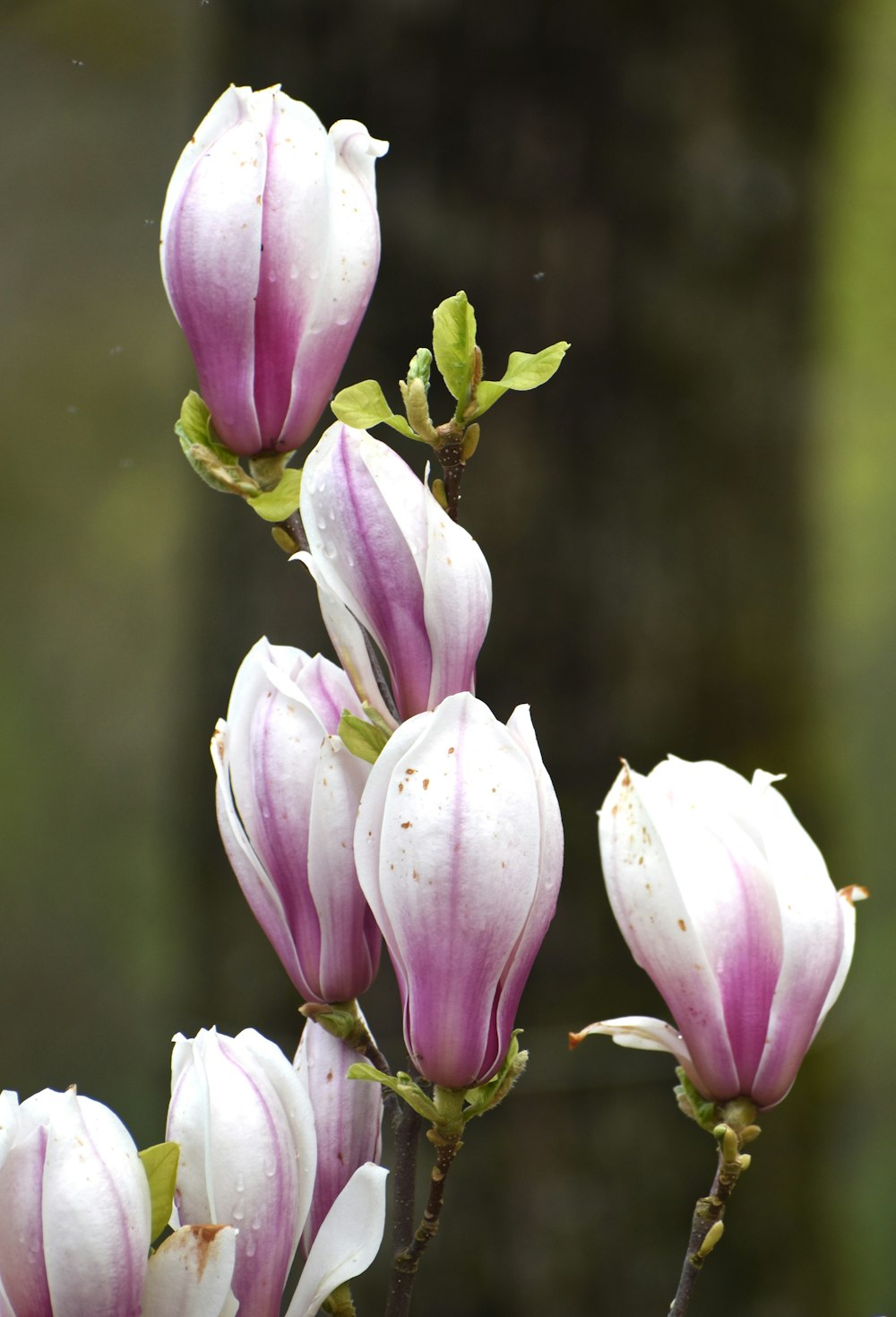 a bunch of pink and white flowers on a tree